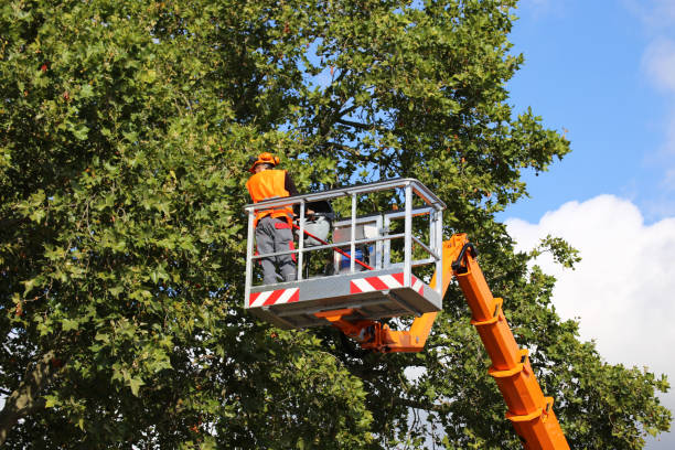 Best Emergency Tree Removal  in Lemoore, CA